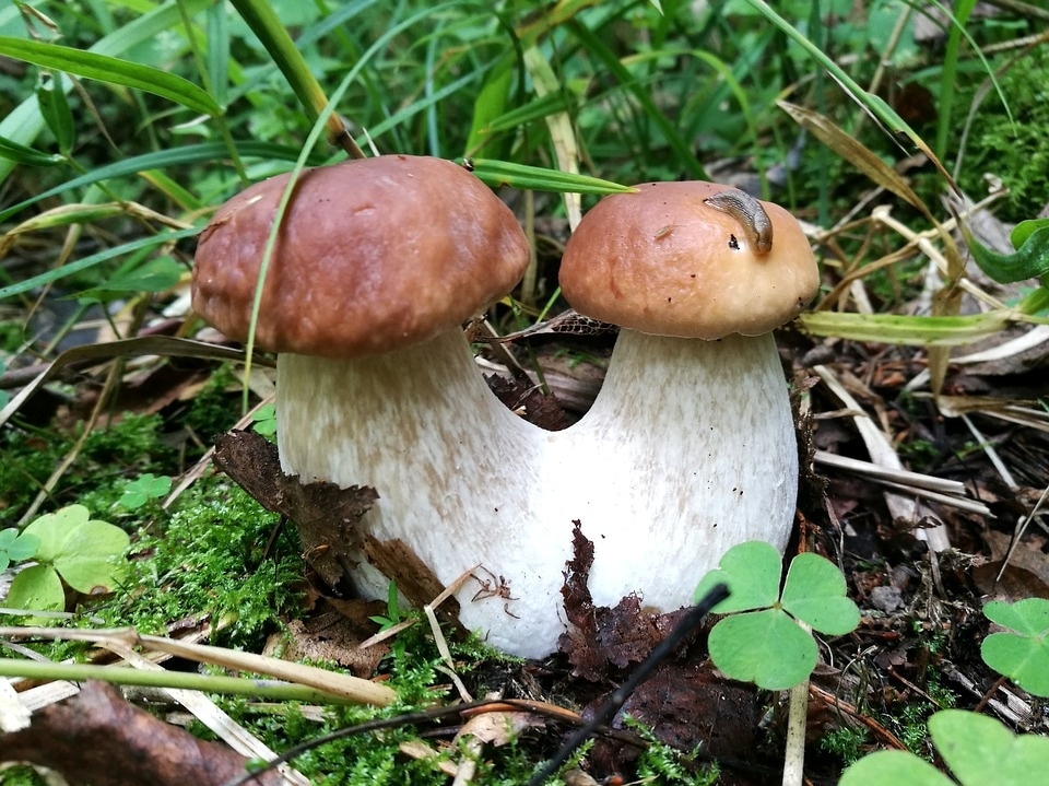 mushrooms-2771886_960_720