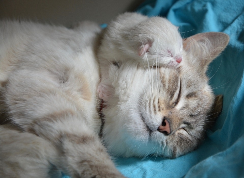 kitten-with-mom-2633283_960_720